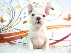 BULLDOG FRANCES CACHORRITOS CON PEDIGREE - mejor precio | unprecio.es