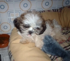 cachorro shih tzu tricolor - mejor precio | unprecio.es