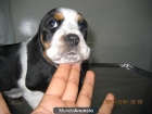 Cachorros de Raza Basset Hound - mejor precio | unprecio.es