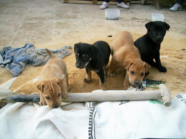 camada mestizos SHAR PEI