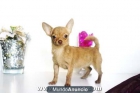 CHIHUAHUAS MINI EN VENTA, CACHORROS DE CALIDAD - mejor precio | unprecio.es