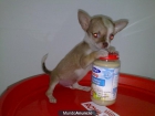Chihuahuas super toy de bolsillo, preciosios micachorrito.com - mejor precio | unprecio.es
