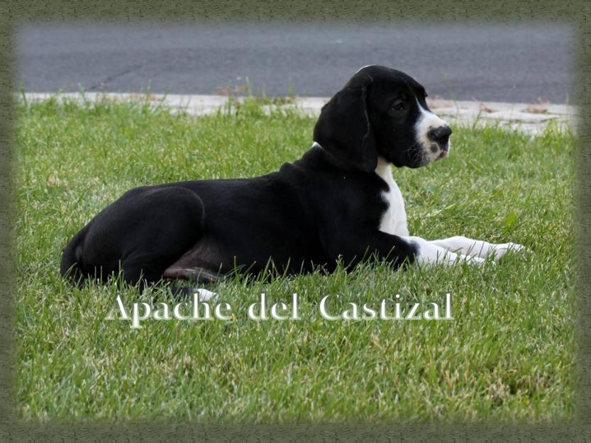 Dogos Alemanes o Gran Danes negro arlequin y bosston