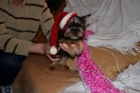 Preciosa cachorrita yorkshire terrier toy toy - mejor precio | unprecio.es