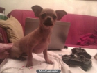 vendo cachorro chihuahua de pura raza muy pequeño 3 meses - mejor precio | unprecio.es