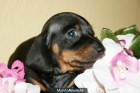 Vendo Cachorro Teckel Kaninchen 3-4kg de adulto - mejor precio | unprecio.es