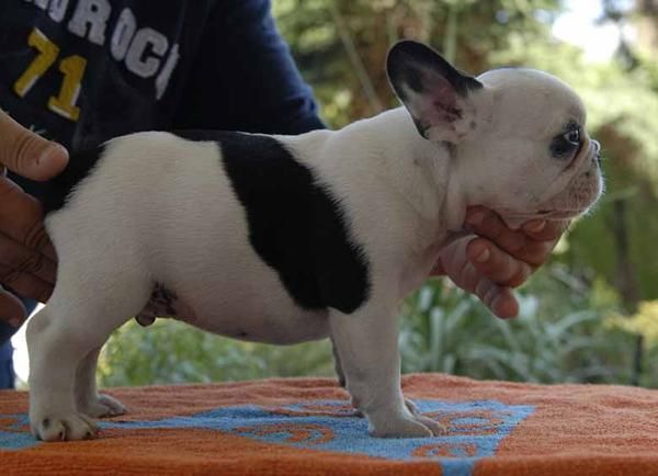 bulldog frances cachorros