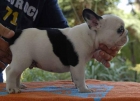 bulldog frances cachorros - mejor precio | unprecio.es
