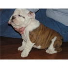 Bulldog Ingles , ejemplares disponibles desde 150 euros , machos & hembras , fotos actuales . - mejor precio | unprecio.es