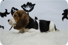 Cachorritos de Beagle en tricolor. - mejor precio | unprecio.es