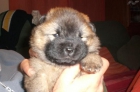 cachorritos de chow chow - mejor precio | unprecio.es