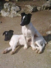 Dos perritos gemelos en adopcion - mejor precio | unprecio.es