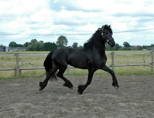 Friesian caballo castrado de talento para la adopción.