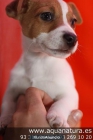 LINDOS JACK RUSSELL CACHORRITOS ! VEN A VERLOS Barcelona - mejor precio | unprecio.es