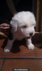 SE VENDE CACHORROS DE BOBTAIL CON PEDIGREE - mejor precio | unprecio.es