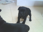 staffordshire bull terrier, ultima cachorra - mejor precio | unprecio.es