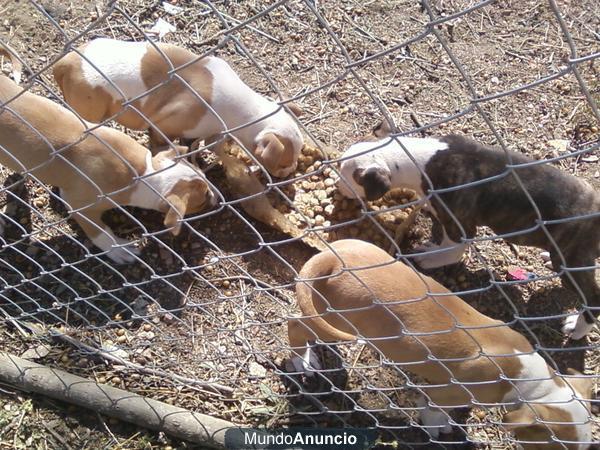 vendo cachoros american Stafford