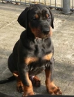 vendo doberman valencia - mejor precio | unprecio.es