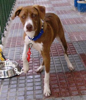 BEN, PRECIOSO CRUCE DE POINTER JUGUETÓN Y VITAL