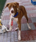 BEN, PRECIOSO CRUCE DE POINTER JUGUETÓN Y VITAL - mejor precio | unprecio.es