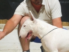 bullterrier linea kilacabar - mejor precio | unprecio.es