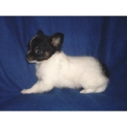 cachorritos chihuahua, alta calidad de belleza, poquisimo peso garantizado, estamos 120 - mejor precio | unprecio.es