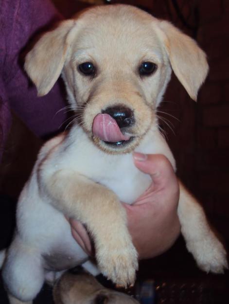 DISPONIBLES LABRADORES CACHORROS