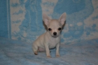 preciosos cachorros de chihuahuas - mejor precio | unprecio.es