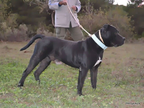 Presa Canario Cachorros