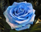 rosas para toda la vida para el dia de sant jordi,modeladas y pintadas a mano,personalizad - mejor precio | unprecio.es