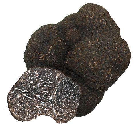 Trufa negra (Tuber melanosporum)