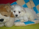 bichon maltes - mejor precio | unprecio.es