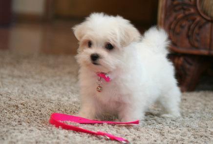 bichon maltes linea americana
