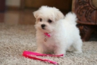 bichon maltes linea americana - mejor precio | unprecio.es