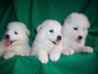 Cachorritos de samoyedo muy listos y juguetones son machos - mejor precio | unprecio.es