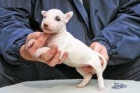 CACHORRO BULL TERRIER MAGNIFICO PARA SUS NIÑOS EN CASA Y DE CASA - mejor precio | unprecio.es