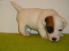 cachorro de jack russel terrier hembrita gran calidad pedigree RSCE - mejor precio | unprecio.es