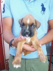 cachorros con pedigree - mejor precio | unprecio.es
