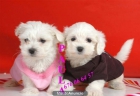 Cachorros de Bichon maltes ¡garantia y seriedad! - mejor precio | unprecio.es
