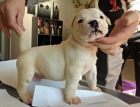 Cachorros de Bulldog Americano - mejor precio | unprecio.es