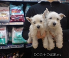 CACHORROS DE WESTY, PRECIOSOS 480 EUROS - mejor precio | unprecio.es