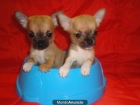 CHIHUAHUAS DE 1 KG---1000€--- - mejor precio | unprecio.es