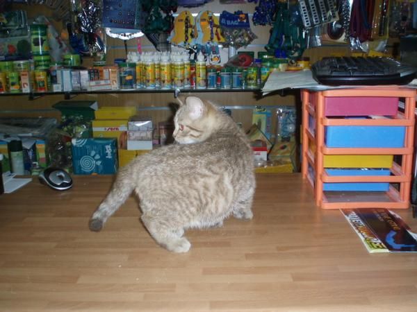 Gata British 320 euros