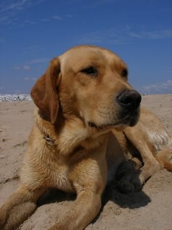 LABRADOR EN BARCELONA, RUBÍ