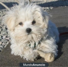 Oferta cachorros maltesi original - mejor precio | unprecio.es