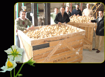 Patatas de Pueblo, del agricultor al consumidor