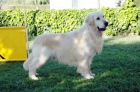 Preciosos cachorros golden retriever, pedigree - mejor precio | unprecio.es
