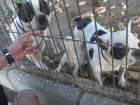 REGALO PAREJA DE BULLDOG FRANCES DE 2 Y 4 AÑOS - mejor precio | unprecio.es