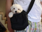 vendo BICHON MALTES CON PEDIGREE CAMADA DE 7 - mejor precio | unprecio.es