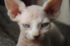 VENDO CAMADA DE GATOS SPHYNX SIN PELO, ESFINGE, "GATO EGIPCIO" - mejor precio | unprecio.es